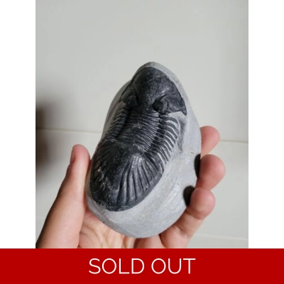 Huge Paralejurus Trilobite Fossil From The Devonian of Morocco